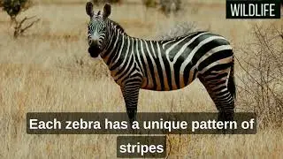 Zebra 🦓 | Types of Zebra | WildLife