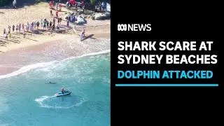 Beaches closed after shark fatally mauls dolphin in Sydney | ABC News