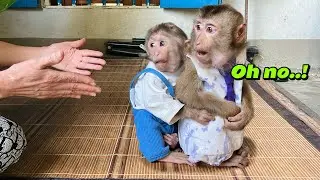 Monkey Tina and Xuka need Uncle Tuan's protection when they are in a strange house.