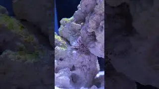 Pom pom crabs