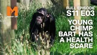Young Chimp Bart Has A Health Scare | Season 11 Episode 3 | Full Episode | Monkey Life
