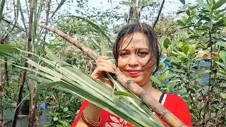 Sugarcane Harvesting Video 