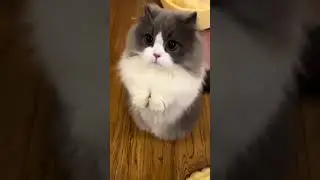 cuties🥰#cats #cat #catlovers #ytshort #short #shorts #shortvideo #shortsvideo #fyp #shortsfeed #yt