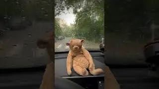 #music #chill #cover #bear #teddy #ooak #ooaktoy #song