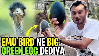 EMU BIRD NE BIG GREEN EGG DE DYA ZOO ME 😍