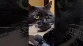Purring Cat sound for Relaxation. Cute Cat purring. Relaxing video for sleep #purr #purring #relax