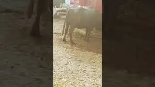 buffalovoicedaily#buffalo#bigfarmer#bigbuffalo#farmer#dudhiya#youtubeshorts #shortsfeed #81000