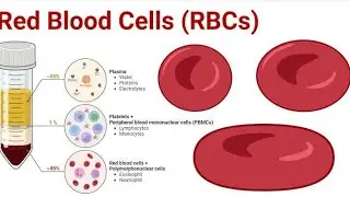 &ldquo;Red Blood Cells Explained | RBC Functions, Structure & Importance in Blood&rdquo;