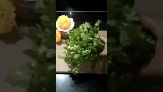 how to store coriander#fresh for long time #store #tips #idia# #easy #regular