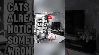 Cat's Swift Reactions Saved the Owner from Danger