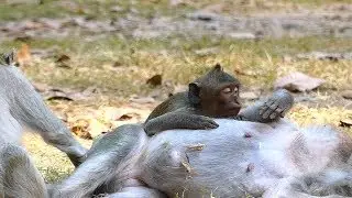 Timo Monkey Sad Cos Mama Waiting Deliver More Time |  Mama Lucy Help Tima Monkey | Monkey Crying