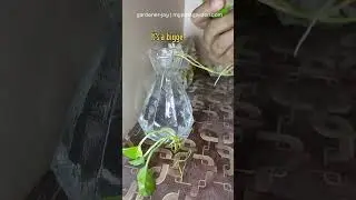 How to Find a Node on Pothos 🌱 (Money Plant Propagation) #mypotsgarden #nodetree #mynode