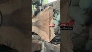 Serat Trembesi lembaran terakhir #wood #sawmill #india #korea #america