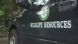 TWRA working with ABR to make habitats safer for bear cubs, drafting new agreement