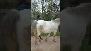 VISITE D'UNE ECURIE ACTIVE  #cheval #horse #stable #activestall