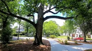 Tulip Poplar (Liriodendorn tulipifera)