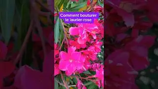 Comment bouturer le laurier-rose dans de l'eau #jardin