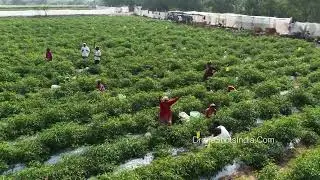 PD1515 - Agriculture Drone Videos of India