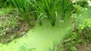 Lemna dan azolla ada di persawahan