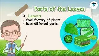 SCIENCE03L13: Roots, Stems, and Leaves