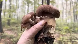 Invasione di funghi autunnali e porcini, abbiamo trovato il posto dei funghi rossi e dei porcini ...