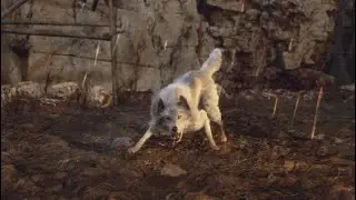 The Dog Returns To Help (All Scenes) Resident Evil 4 Remake (PS5)