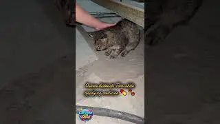 ❓&ldquo;Why is my owner soothing me?&rdquo; &mdash; To put medicine on my wound 🐾