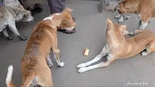something of our community. try find some Happiness | Road Dog Help | animal rescue
