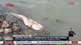 Ribuan Ikan Mati di Demak, Ekonomi Nelayan Terancam #Beritasatu