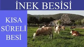 İNEK BESİSİ NASIL YAPILIR, RASYON NASIL HAZIRLANIR, KISA SÜRELİ BESİ YAPMAK