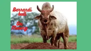 Sound of Ox Screaming, Berrandi bull, mooing bull, howling bull (HD)