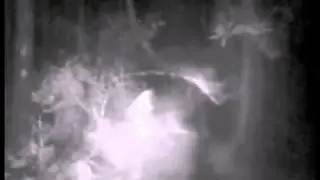 Unusual two-legged creature with glowing eyes in Australia Необычное двуногое  с горящими глазами