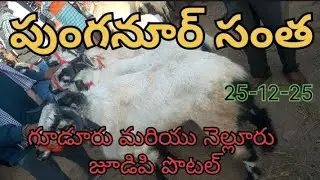 Thursday market in pungaur marketing Gudur and nellore judupi sheeps in heavy size on market prices