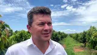Cocoa farming -Brazil