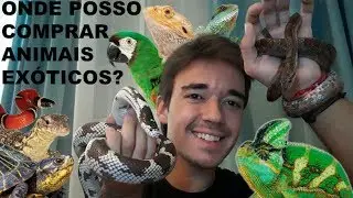Onde Adquirir um Animal Exótico?