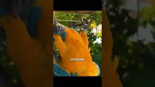 ПОПУГАИ ПРОТИВ ВОРОН НА МАЛЬДИВАХ😱 Доходит даже до убийств&hellip;