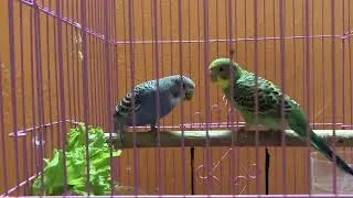 Title: The Parrot Habitat: Where Do Parrots Live?