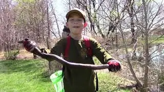 We caught our 1st Northern Watersnake - The New Jersey Nature Boys - Davidson's Mill Pond Park