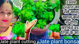 How to Make Jade Bonsai in 30 Second .Jade plant Bonsai Tree! जेट प्लांट कटिंग कैसे lagay?#jadeplant