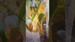 Proud Farlowella father with first gen hatchlings and second batch of eggs!