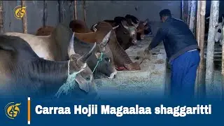 Carraa Hojii Magaalaa shaggaritti