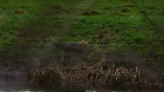 Seal at Stanground Lock, Peterborough | 07/02/2024