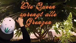 Teil 2 Meine erste eigene Genetik! Lollipoppen✂️ und bestäuben im Growprojekt! Queen of Purge