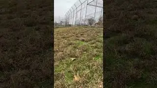 Tiger Stalking 101  #tiger #tigers #Cat #cats #catlover #catvideos #catshorts