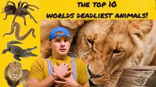 THE TOP 10 WORLDS DEADLIEST ANIMALS