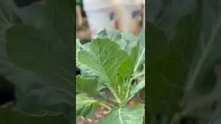 Trying to save my collard Greens