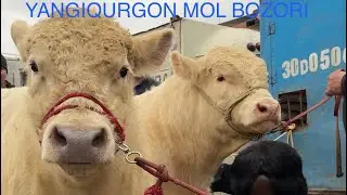 SAMARQAND OQDARYO YANGIQURGON MOL BOZORI NARXLAR QIMMATMI?