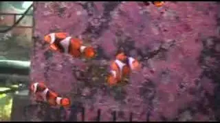 True Percula