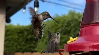 Hummingbird Mating Dance in Slow Motion at the Hummingbird Feeder.  Watch to the end he pushes her!!