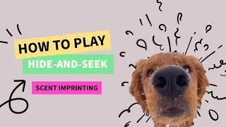 Fun Boredom Buster for Dogs: Scent Imprinting for Scent Games